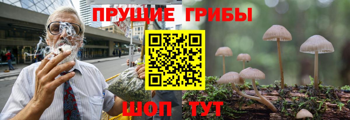 Псилоцибиновые грибы Psilocybine cubensis Лысьва